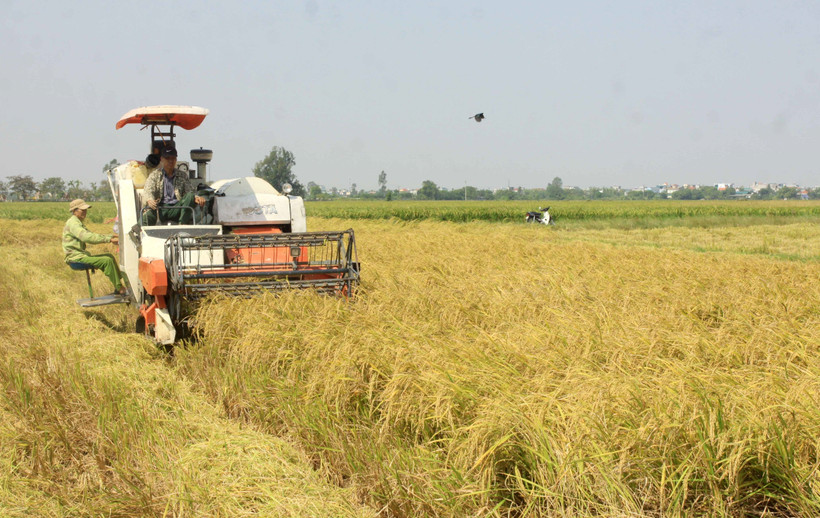 Sớm bố trí quỹ đất hợp lý cho cây vụ Đông