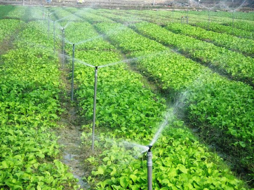 Lâm Đồng khuyến khích áp dụng các công nghệ mới vào sản xuất, tưới tiết kiệm