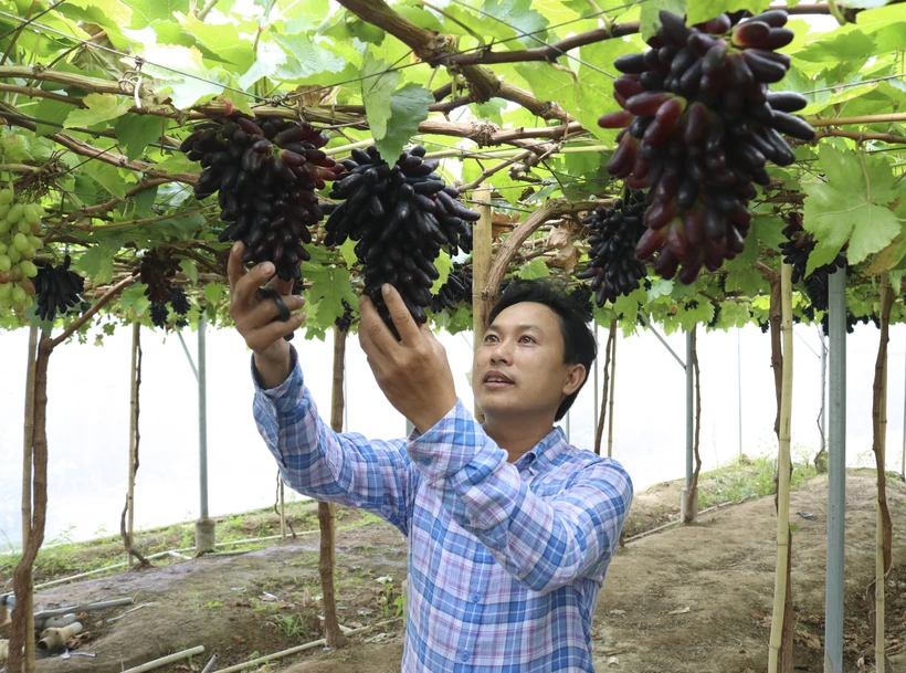 Anh Nguyễn Đình Trí (xã Nhơn Sơn, huyện Ninh Sơn) là một trong những người đầu tiên ở Ninh Thuận trồng thành công giống nho NH04-102 (nho Ngón tay đen) trong nhà màng. Ảnh: Nguyễn Thành – TTXVN