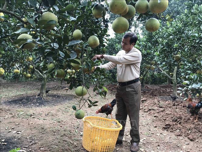 Vườn bưởi Diễn trĩu quả của gia đình ông Phùng Văn Tân, thôn Yên Định, xã Phú Đa, huyện Vĩnh Tường, tỉnh Vĩnh Phúc. Ảnh: Nguyễn Thảo –TTXVN