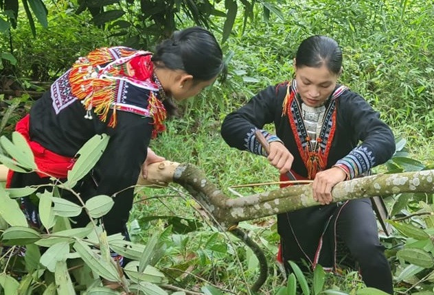 Lào Cai tập trung phát triển chuỗi sản phẩm quế hữu cơ