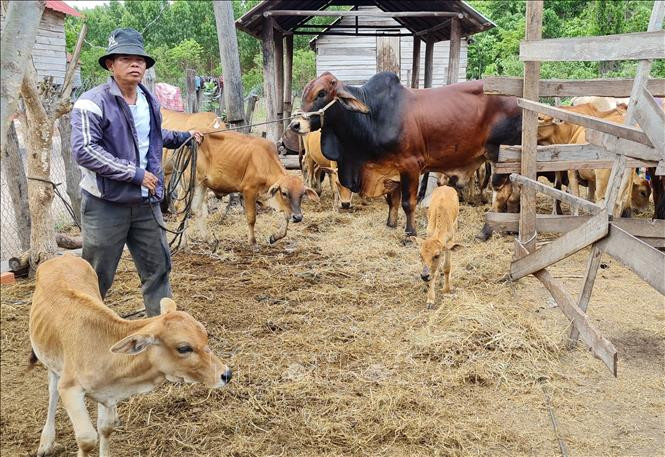 Anh Siu Giang Sơn, làng Vơn, xã Yang Nam, huyện Kong Chro (Gia Lai) là một trong những đảng viên gương mẫu trong phát triển kinh tế. Ảnh: Hồng Điệp - TTXVN