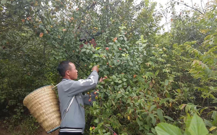 Người dân vùng cao xã Xím Vàng, huyện Bắc Yên, tỉnh Sơn La, thu hái quả sơn tra. Ảnh: TTXVN phát