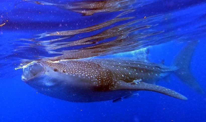 Cá nhám voi tại Isla Holbox, bang Quintana Roo, Mexico, ngày 16/6/2019. Ảnh: AFP/ TTXVN