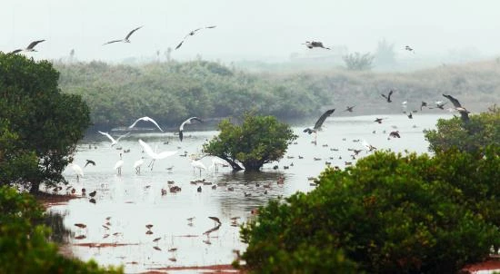 Ngày Đất ngập nước Thế giới: Cùng hành động bảo vệ, sử dụng bền vững vùng đất ngập nước