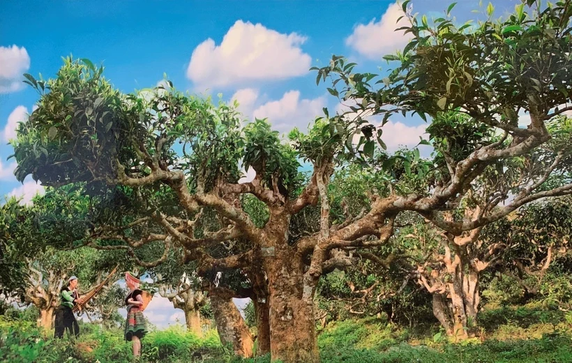 Yên Bái nâng tầm giá trị chè Shan tuyết
