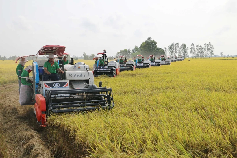 Công ty Cổ phần Tập đoàn Lộc Trời thu hoạch lúa trên cánh đồng liên kết phục vụ xuất khẩu ở huyện Thoại Sơn, tỉnh An Giang. Ảnh: Công Mạo-TTXVN