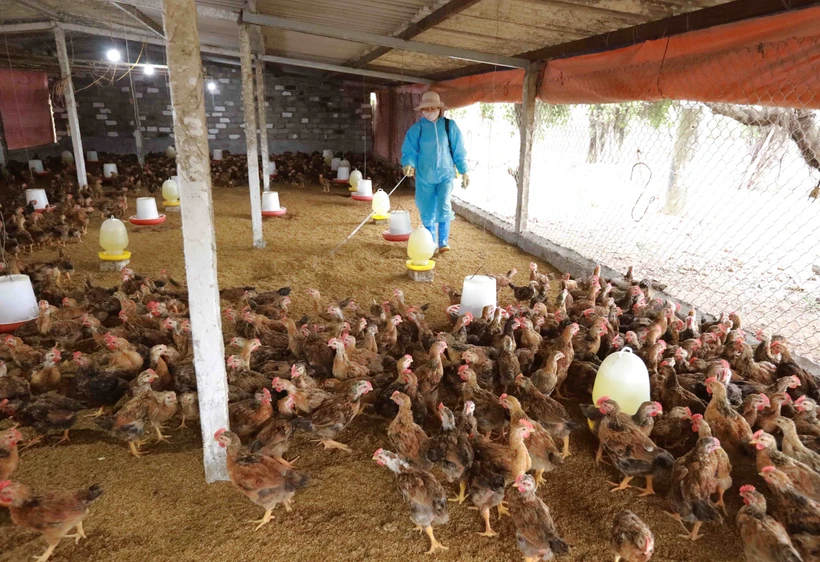 Nhân viên thú y phun hoá chất tiêu độc, khử trùng khu vực chăn nuôi của hộ gia đình ở phường Chí Minh, thành phố Chí Linh (tỉnh Hải Dương). Ảnh: Vũ Sinh - TTXVN