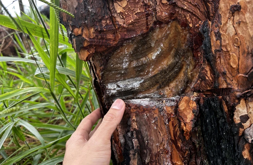 Thủ đoạn của các đối tượng bức hại rừng thông là khoan lỗ vào thân cây rồi đổ hóa chất cho cây chết dần. Ảnh: Nguyễn Dũng – TTXVN