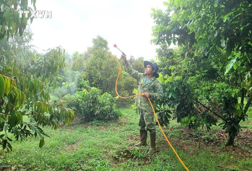 Giảm ô nhiễm qua sử dụng chế phẩm sinh học trong sản xuất nông nghiệp ở Gia Lai