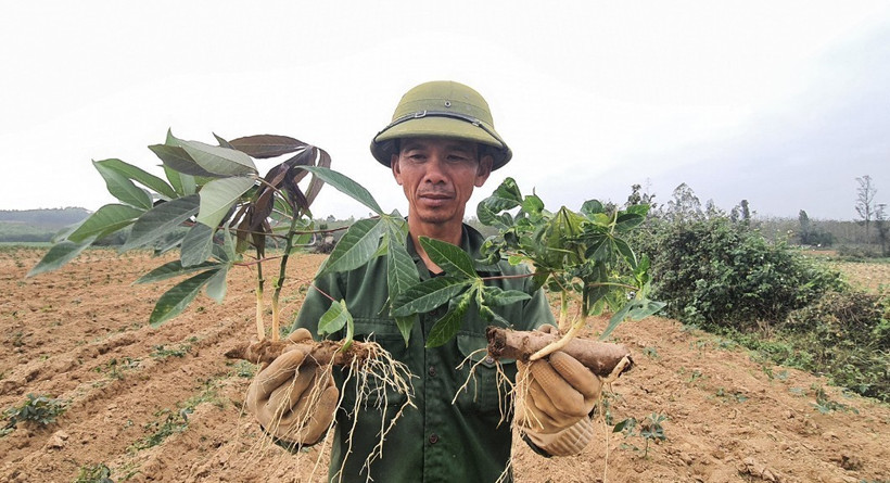Ngăn ngừa lây lan bệnh khảm lá sắn ở Quảng BÌnh
