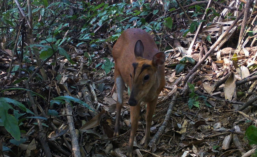 Mang Hoẵng vó vàng xuất hiện tại Pù Hu. Ảnh: Nguyễn Nam - TTXVN