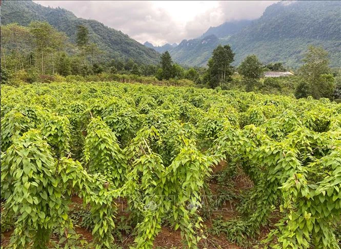 Dự án liên kết trồng cây hoài sơn giữa các hộ dân với Hợp tác xã dược liệu Lũng Lô tại xã Thượng Bằng La, huyện Văn Chấn, tỉnh Yên Bái. Ảnh: Tiến Khánh - TTXVN