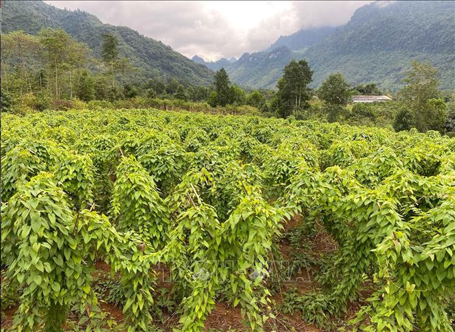 Dự án liên kết trồng cây hoài sơn giữa các hộ dân với Hợp tác xã dược liệu Lũng Lô tại xã Thượng Bằng La, huyện Văn Chấn, tỉnh Yên Bái. Ảnh: Tiến Khánh - TTXVN