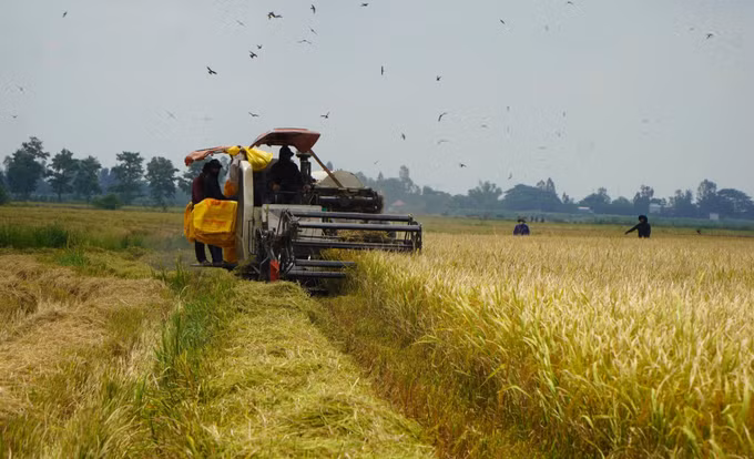 dong-thap2-100826.jpg