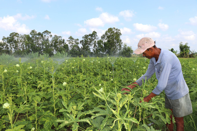 Từ nguồn vốn vay ưu đãi 35 triệu đồng, vợ chồng chị Thạch Thị Chane Tha tại ấp Tân Ngại, xã Song Lộc (Vĩnh Long) đã đầu tư hệ thống tưới phun tiết kiệm nước để nâng cao hiệu quả sản xuất.