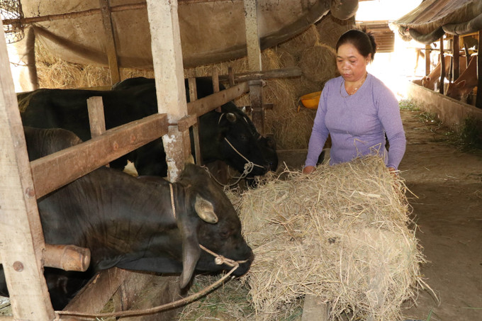 Gia đình chị Thạch Thị Oanh được vay vốn để phát triển mô hình nuôi bò sinh sản.