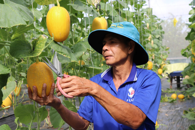 Ông Thạch Danh, xã Song Lộc thu hoạch dưa lưới dịp Tết. Ảnh: Thanh Hòa- TTXVN