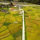 Mùa vàng ở Ngọc Chiến, Sơn La