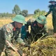 Bộ đội Gia Lai xuống đồng hỗ trợ người dân vùng biên giới thu hoạch lúa