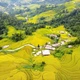 Rực rỡ mùa lúa chín dưới chân Tây Côn Lĩnh 