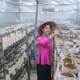 Biến giấc mơ 'NetZero' từ trang trại nấm