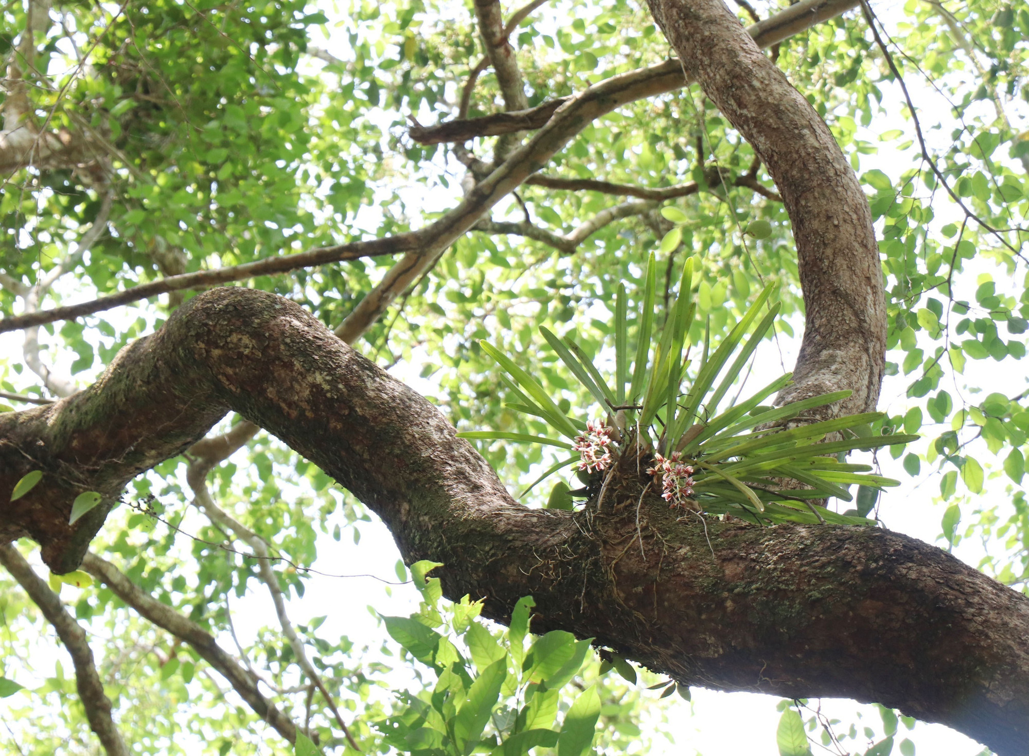 Sau 3 năm triển khai, những cây lan được trồng trong rừng đã sinh trưởng và phát triển tốt. potal-dak-lak-dua-lan-ve-rung-phuc-hoi-da-dang-sinh-hoc-rung-tu-nhien-8015706.jpg