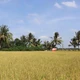 Lợi ích kép từ mô hình trồng lúa chất lượng cao, giảm phát thải ở Trà Vinh