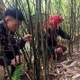 Thơm ngon "chồi rừng" vùng Tây Bắc