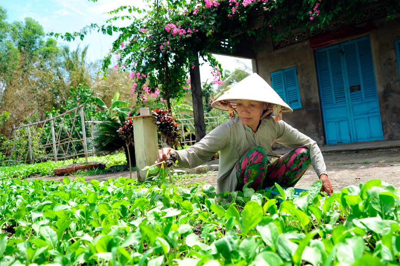 Mô hình trồng rau màu đã góp phần giảm nghèo, cải thiện đời sống cho đồng bào Khmer ở ấp Đồng Tranh, xã Vĩnh Bình Bắc, huyện Vĩnh Thuận (Kiên Giang).