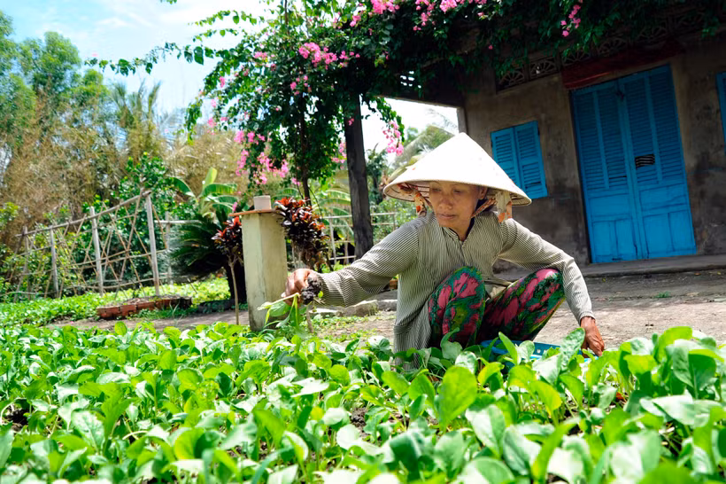 Mô hình trồng rau màu đã góp phần giảm nghèo, cải thiện đời sống cho đồng bào Khmer ở ấp Đồng Tranh, xã Vĩnh Bình Bắc, huyện Vĩnh Thuận (Kiên Giang).