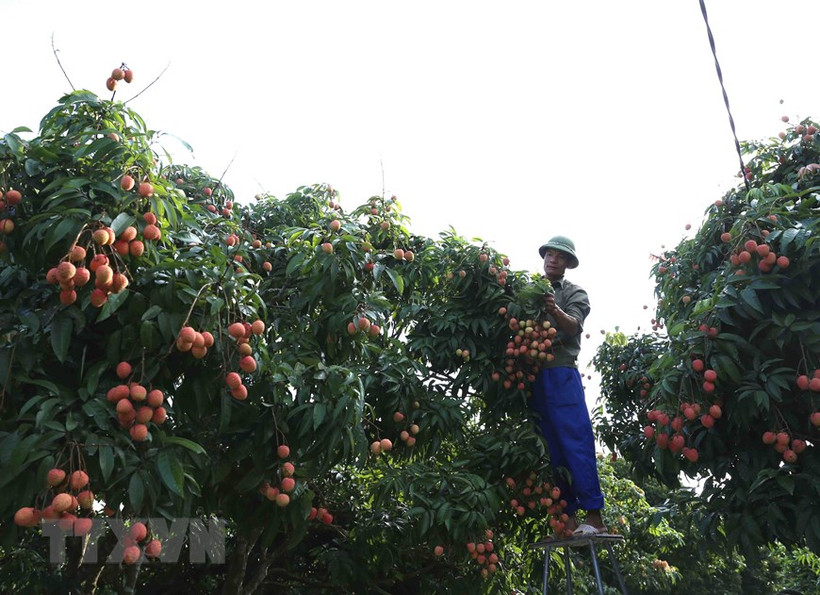 Thanh Hà vào vụ thu hoạch vải thiều chín sớm
