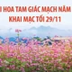 Lễ hội Hoa tam giác mạch năm 2025 khai mạc tối 29/11/2025