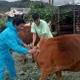 Xuất hiện ổ dịch nghi lở mồm long móng ở Quảng Ngãi