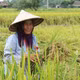 Nhộn nhịp mùa gặt ở vùng biên Tuyên Quang