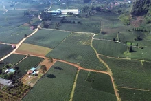 Vẻ đẹp thơ mộng vùng chè xã Bình Thuận, tỉnh Sơn La