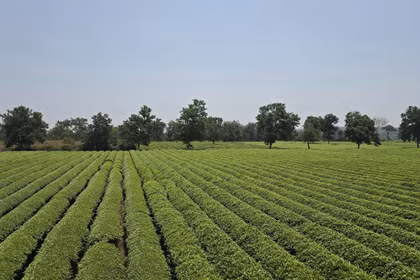 Yêu cầu giữ nguyên hiện trạng hơn 62 ha chè tại khu vực Biển Hồ