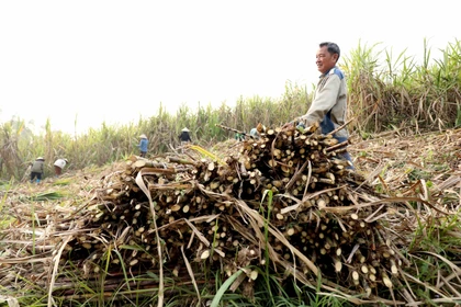 Ngọt ngào mùa mía chín Tuyên Quang