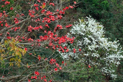 Hoa gạo, hoa ban đua nhau khoe sắc trên đèo Pha Đin