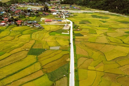 Mùa vàng ở Ngọc Chiến, Sơn La