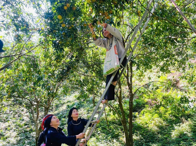 Năm nay, quýt lại được mùa, được giá. Ảnh: TTXVN phát