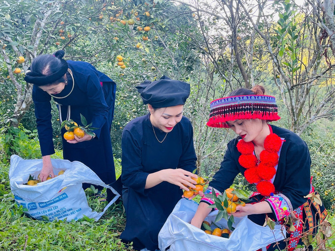 Giá thu mua tại vườn đạt bình quân 8.000 - 12.000 đồng/kg. Ảnh: TTXVN phát