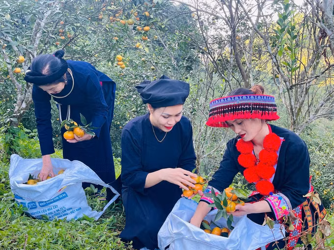 Giá thu mua tại vườn đạt bình quân 8.000 - 12.000 đồng/kg. Ảnh: TTXVN phát