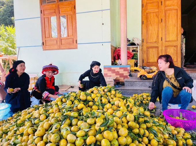 Năm nay, quýt lại được mùa, được giá, hứa hẹn một nguồn thu nhập khá cho bà con. Giá thu mua tại vườn đạt bình quân 8.000 - 12.000 đồng/kg. Ảnh: TTXVN phát