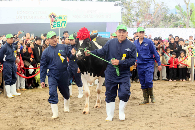 Hội thi hoa hậu bò sữa Mộc Châu năm 2026.