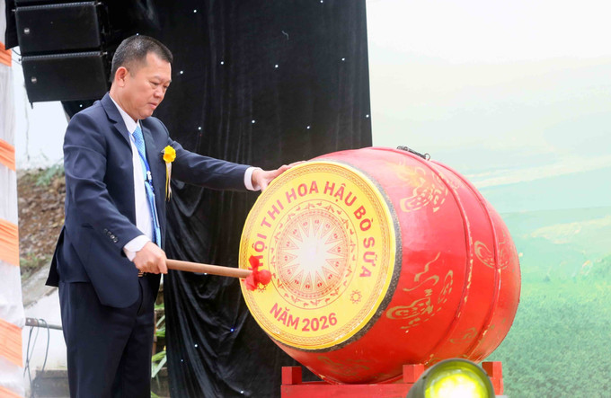 Ông Phạm Hải Nam, Tổng Giám đốc công ty cổ phần giống bò sữa Mộc Châu đánh trống khai Hội.