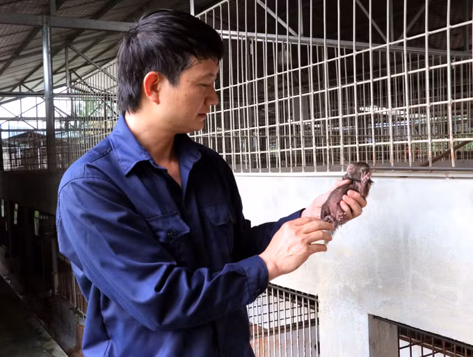 Anh Lưu Duy Đông chăm sóc nhím sơ sinh trong trang trại.