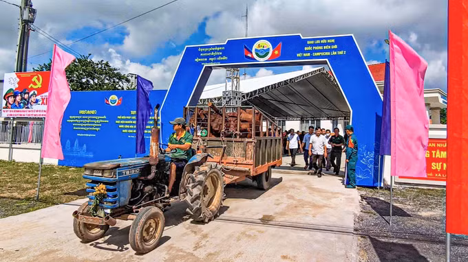 Ban tổ chức dùng xe công nông giao bò giống đến nhà cho các hộ dân.