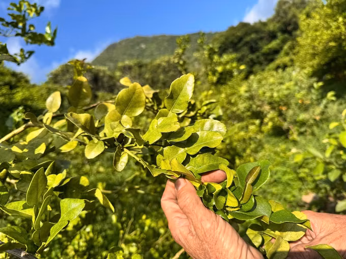 Lá chúc có mùi thơm đặc trưng, được sử dụng phổ biến trong chế biến các món ăn, góp phần tạo hương vị riêng cho ẩm thực vùng Bảy Núi (An Giang).