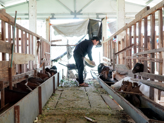 Anh Đỗ Minh Hòa (27 tuổi), xã Thọ Phong chăm sóc đàn dê.